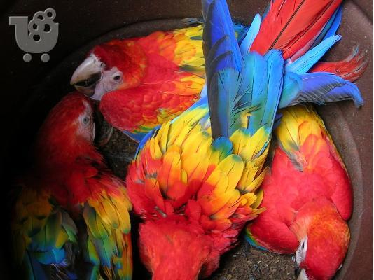 PoulaTo:   Scarlet παπαγάλος macaw για 200 ευρώ